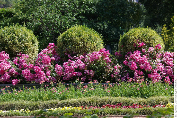 Бирючина овальнолистная сорта 'Aureum' в овальной стрижке за розами. Фото автора