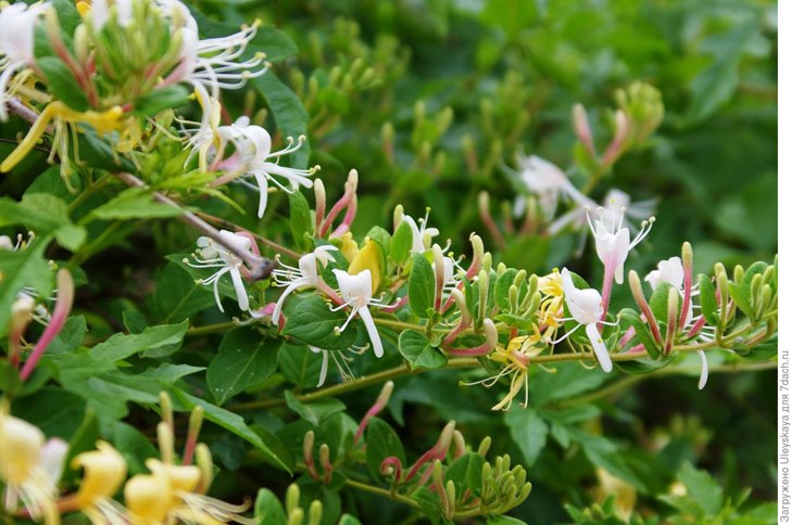 Жимолость японская в цветении. Фото автора