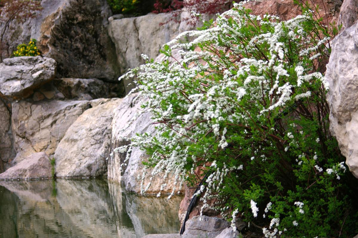 Спирея серая у водоема в японском саду парка санатория «Айвазовское» в Партените. Фото автора