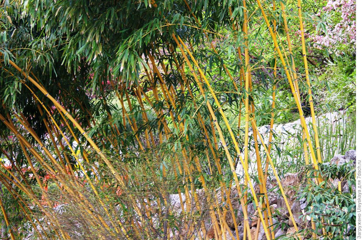 Листоколосник золотистый. Фото автора