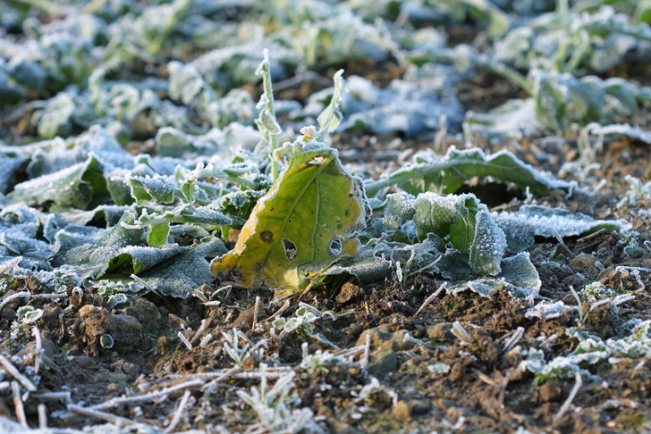 Лед не успевает растаять и просто разрывает клетки растения изнутри, приводя к их гибели