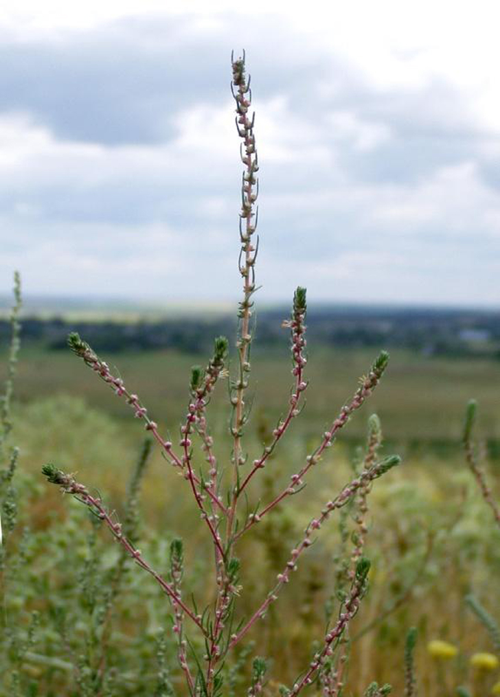 Кохия шерстистоцветковая (Kochia laniflora)