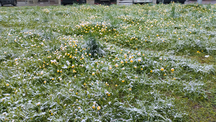 Фото из архива В.Кузьмина (фото В.Кузьмин, май, 2024)