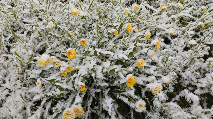 Фото из архива В.Кузьмина (фото В.Кузьмин, май, 2024)