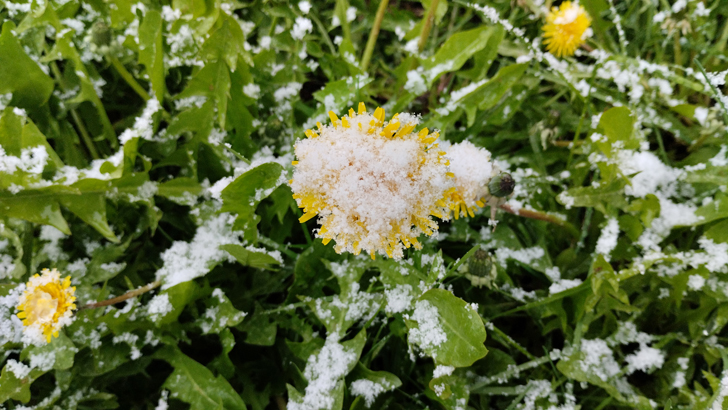 Фото из архива В.Кузьмина (фото В.Кузьмин, май, 2024)