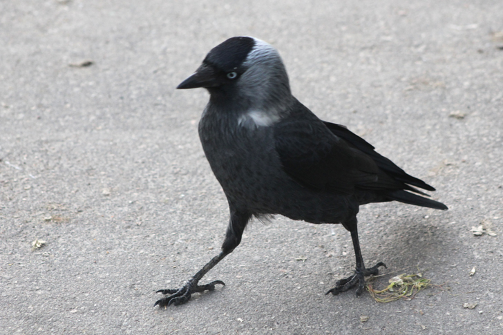 Фото из архива В.Кузьмина (фото В.Кузьмин, май, 2024)