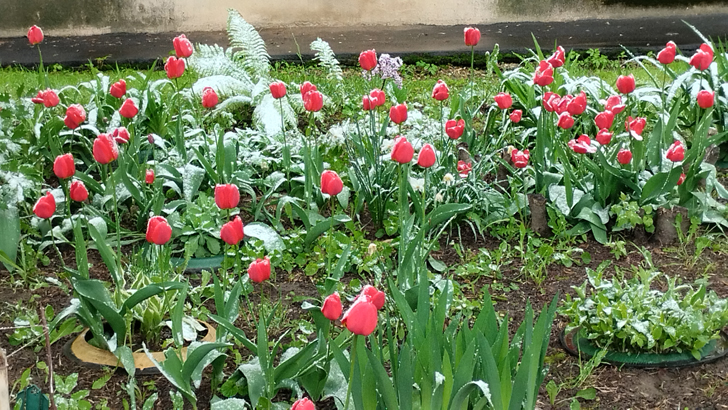 Фото из архива В.Кузьмина (фото В.Кузьмин, май, 2024)