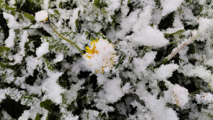 Фото из архива В.Кузьмина (фото В.Кузьмин, май, 2024)