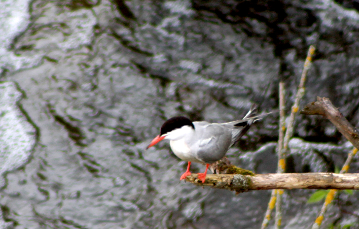 Фото из архива В.Кузьмина (фото В.Кузьмин, май, 2024)