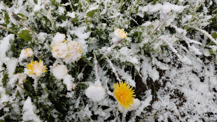 Фото из архива В.Кузьмина (фото В.Кузьмин, май, 2024)