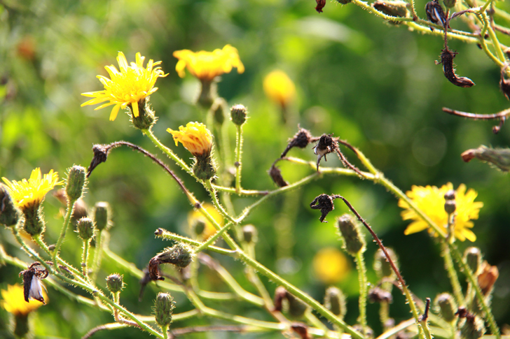 Фото из архива В.Кузьмина (фото В.Кузьмин, май, 2024)