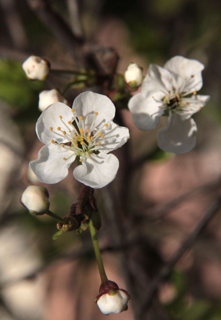 Фото из архива В.Кузьмина (фото В.Кузьмин, май, 2024)