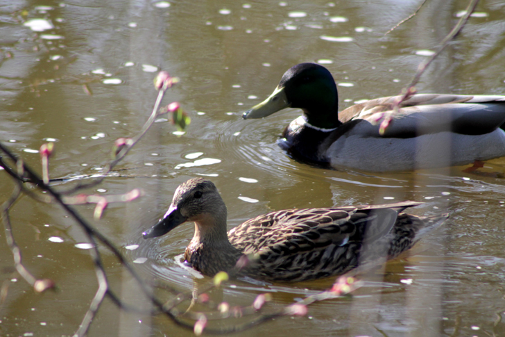 Фото из архива В.Кузьмина (фото В.Кузьмин, май, 2024)