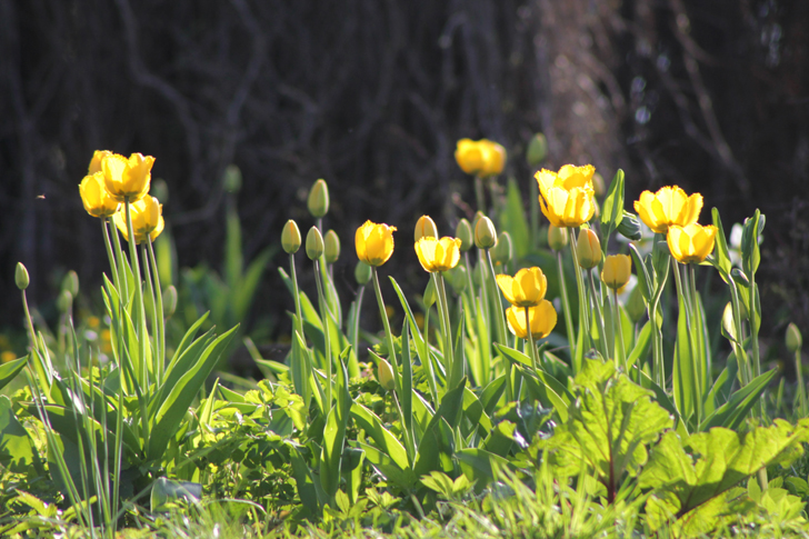 Фото из архива В.Кузьмина (фото В.Кузьмин, май, 2024)