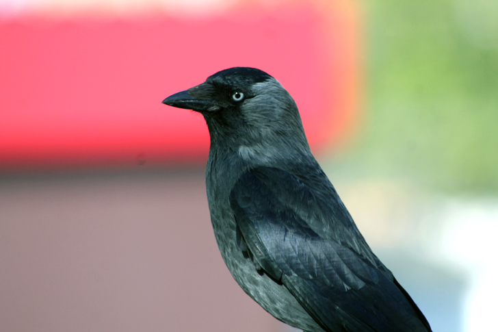 Фото из архива В.Кузьмина (фото В.Кузьмин, май, 2024)