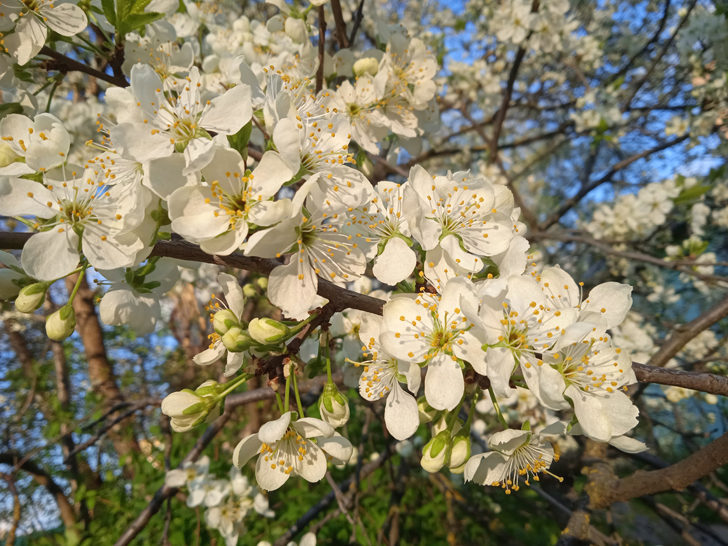 Фото из архива В.Кузьмина (фото В.Кузьмин, май, 2024)