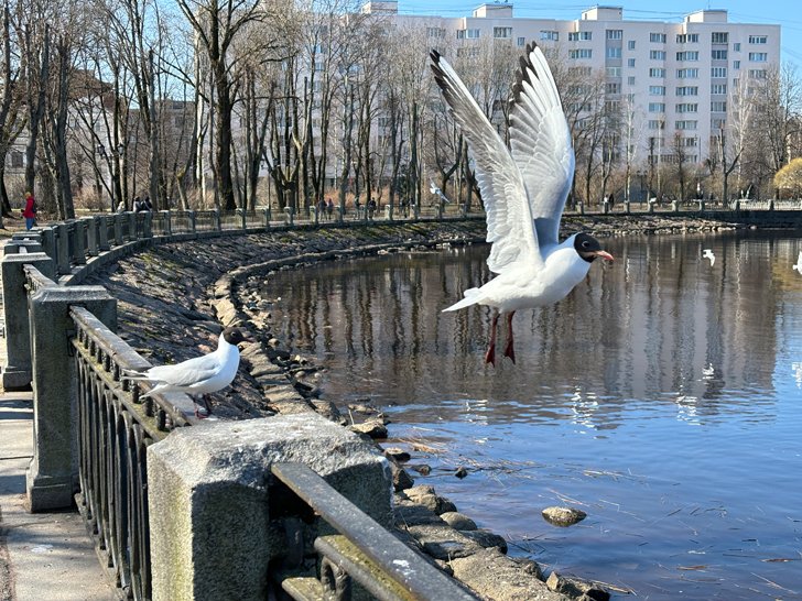 Ленинградская область, город Выборг (фото Олег Д., апрель, 2024)