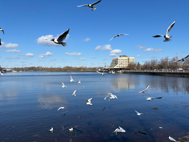 Ленинградская область, город Выборг (фото Олег Д., апрель, 2024)