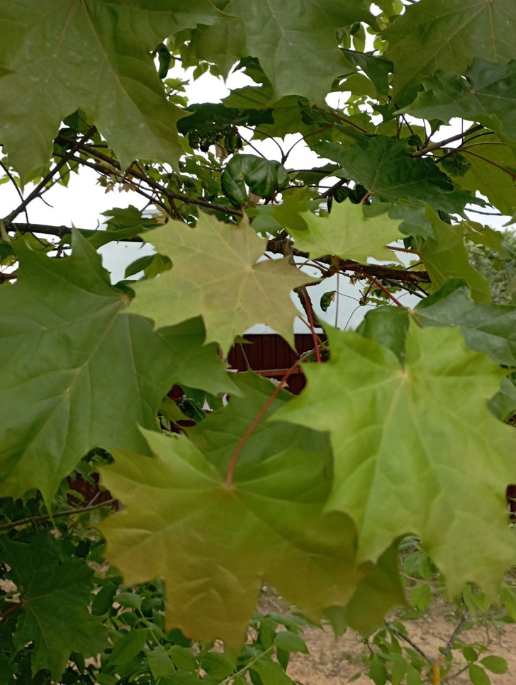 Фото из архива В.Молодцовой (июнь, 2024)