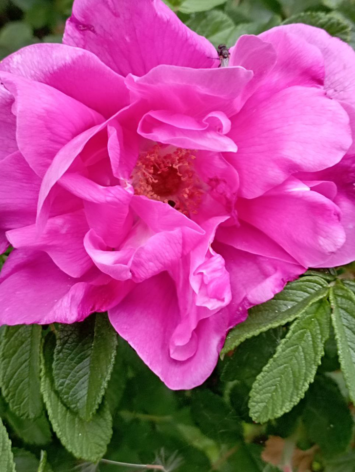 Фото из архива В.Молодцовой (июнь, 2024)