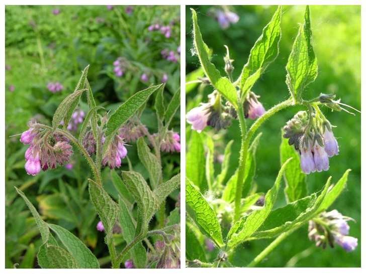 Окопник лекарственный (S. officinale). Его цветки меняют цвет по мере развития