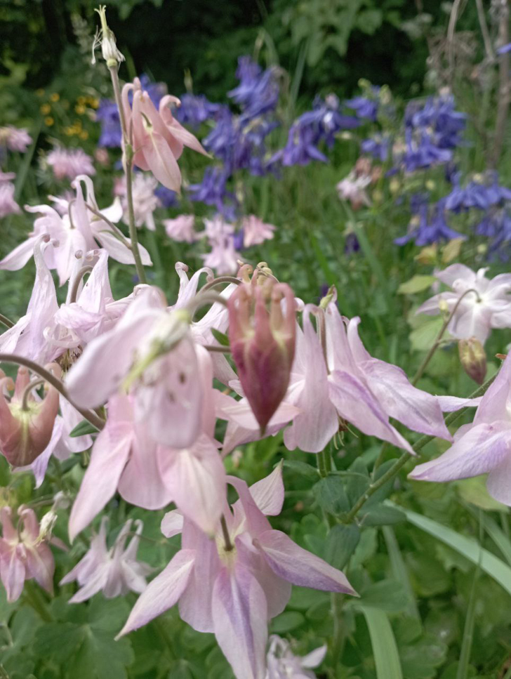 Фото из архива В.Молодцовой (июнь, 2024)