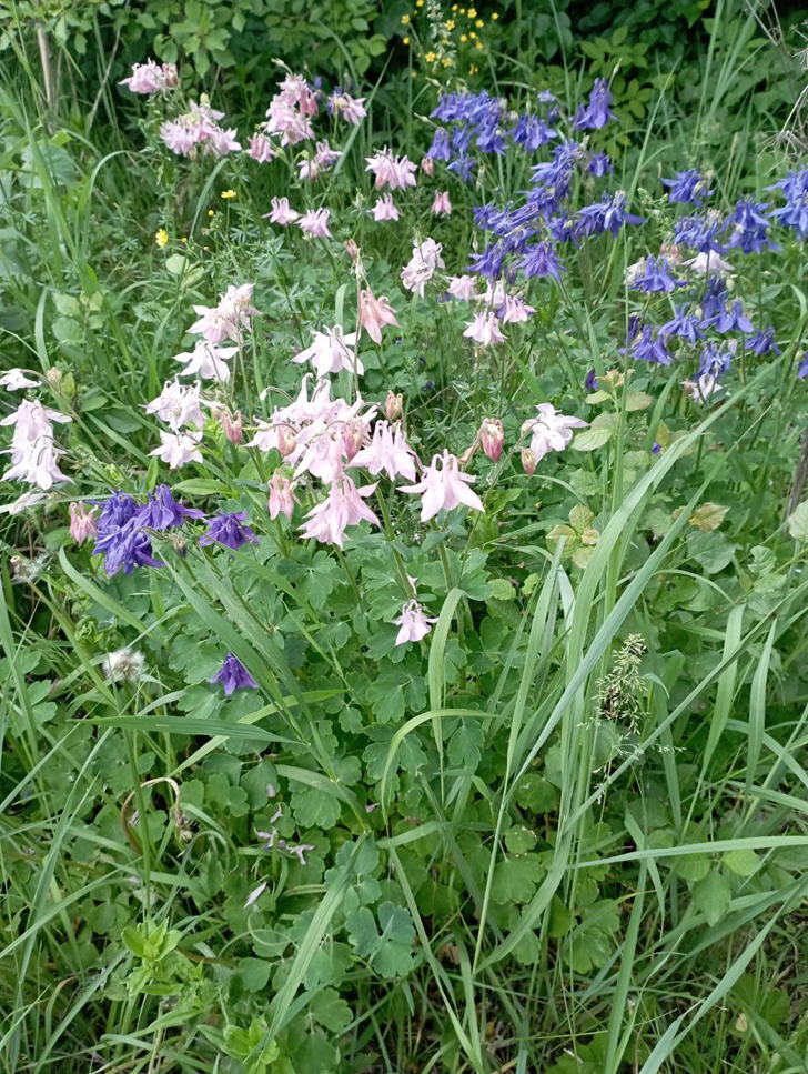 Фото из архива В.Молодцовой (июнь, 2024)