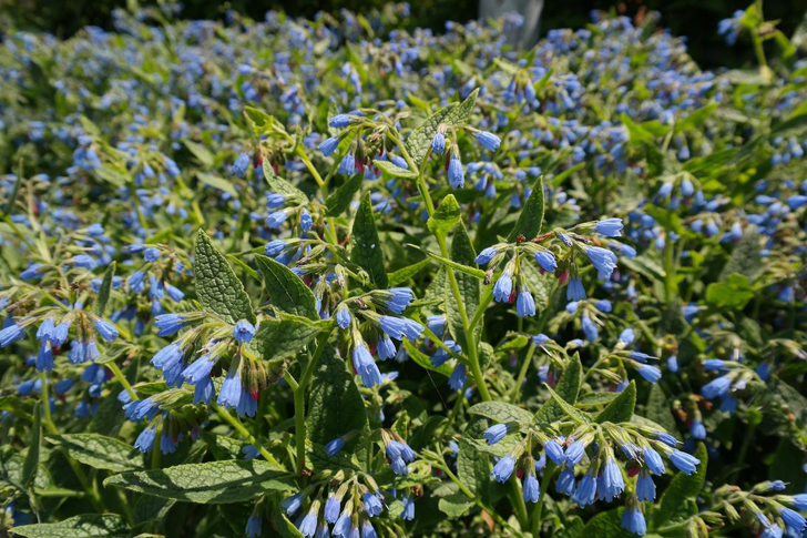 Окопник шершавый, или иноземный (S. asperum = S. peregrinum) использовался как кормовое растение