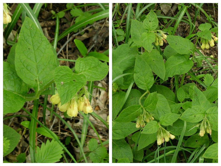 Окопник клубненосный (S. tuberosum)