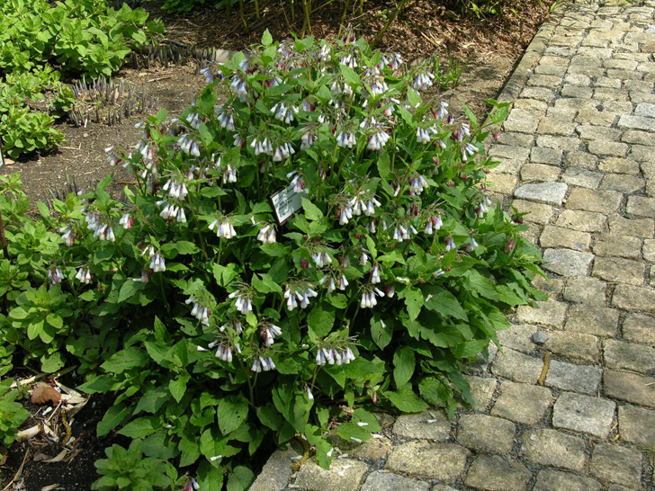 Окопник 'Hidcote Blue'