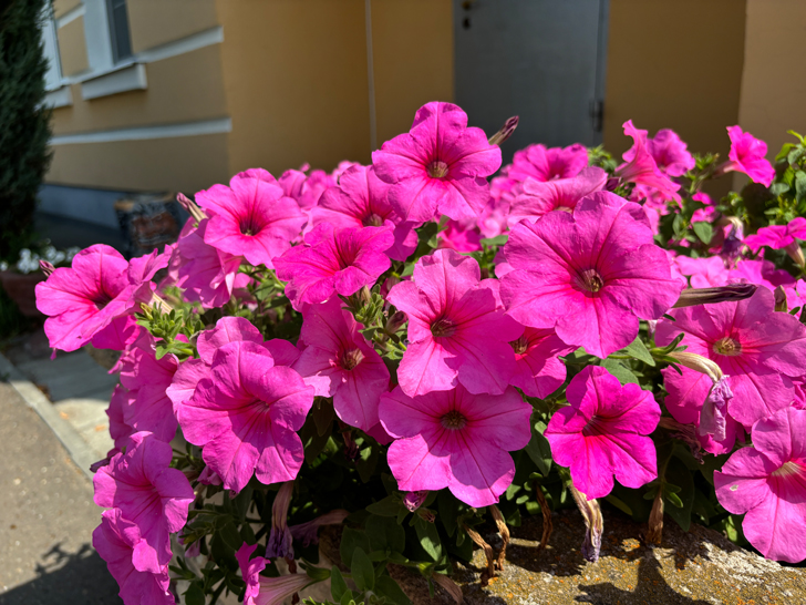 г.Коломна, Московская область (фото Олег Д., июль, 2024)