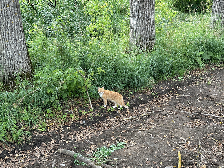 Тверская область, город Вышний Волочек (фото Олег Д., июль, 2024)