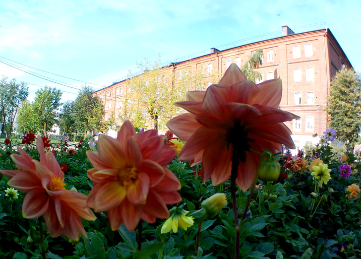 Фото В.Кузьмин (г.Высоковск, сентябрь, 2024)