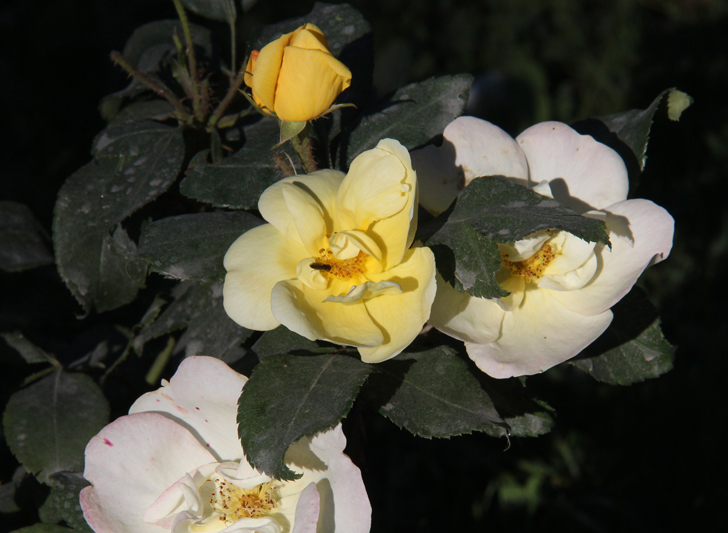 Фото В.Кузьмин (сентябрь, 2024)