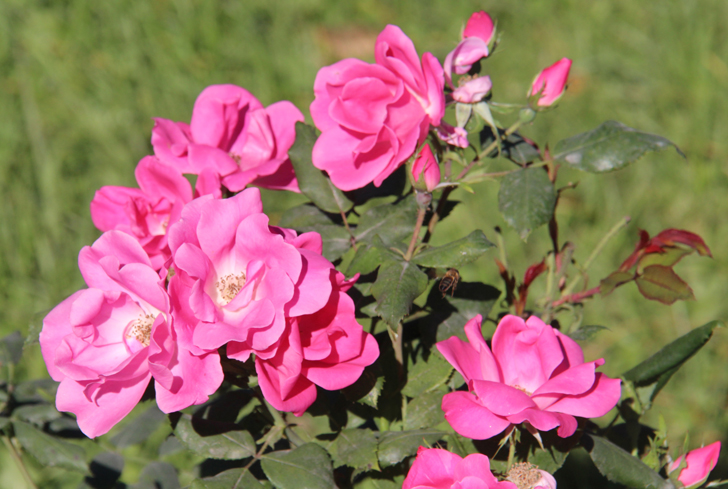 Фото В.Кузьмин (сентябрь, 2024)