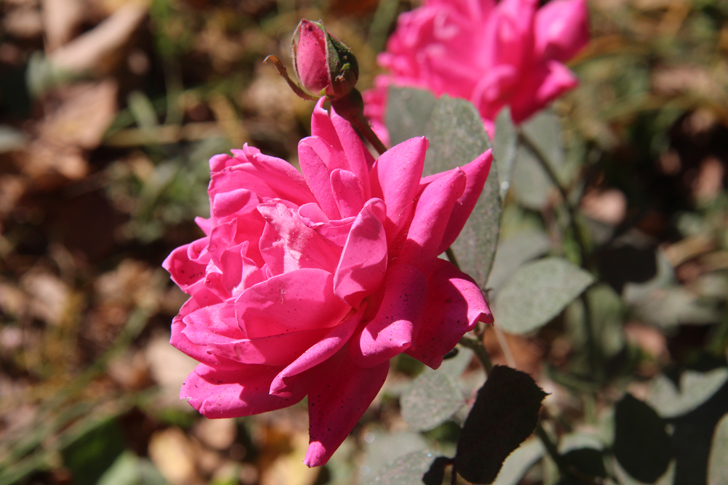 Фото В.Кузьмин (сентябрь, 2024)