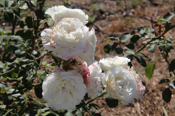 Фото В.Кузьмин (сентябрь, 2024)