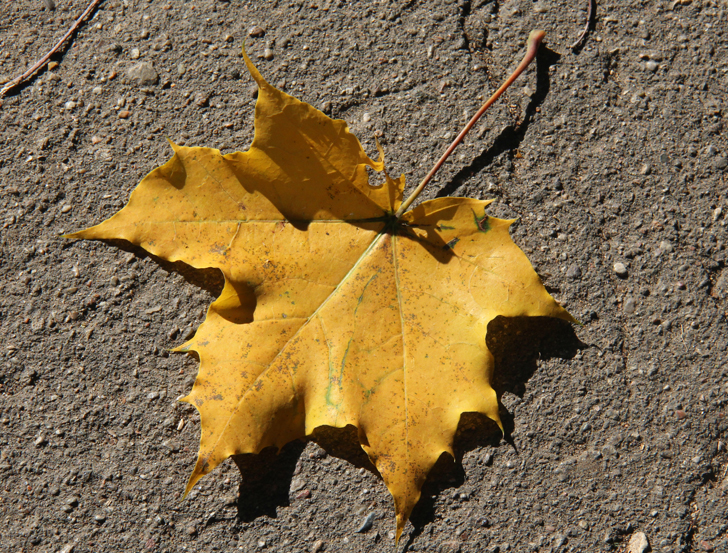 Фото В.Кузьмин (сентябрь, 2024)