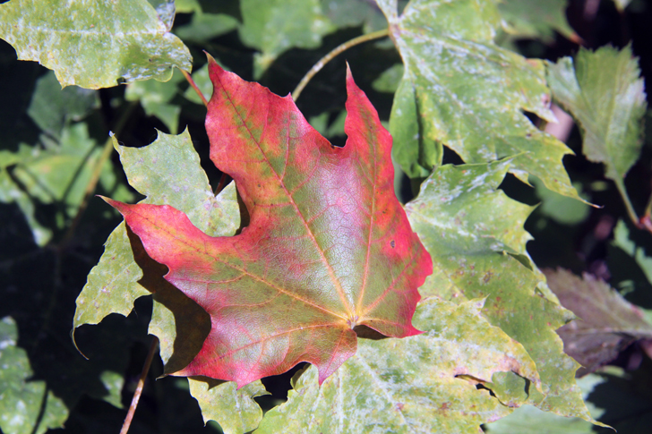 Фото В.Кузьмин (сентябрь, 2024)
