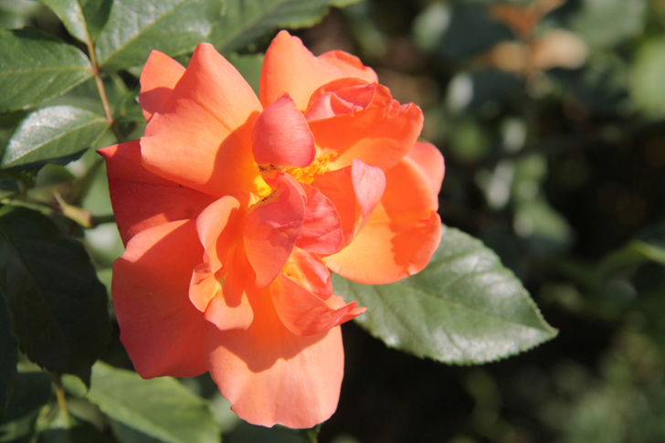 Фото В.Кузьмин (г.Москва, сентябрь, 2024 год)