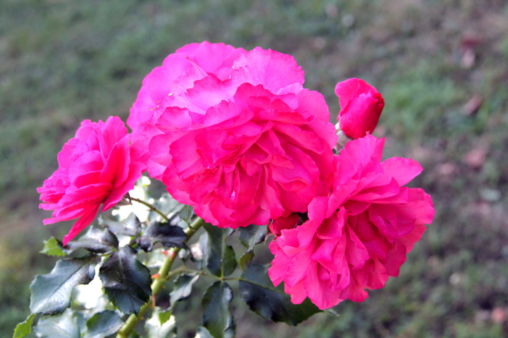 Фото В.Кузьмин (г.Москва, сентябрь, 2024 год)