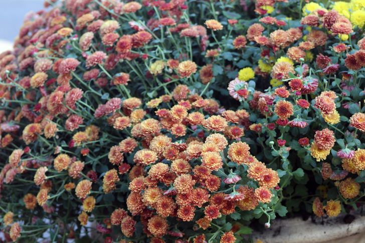 Фото В.Кузьмин (г.Москва, сентябрь, 2024 год)