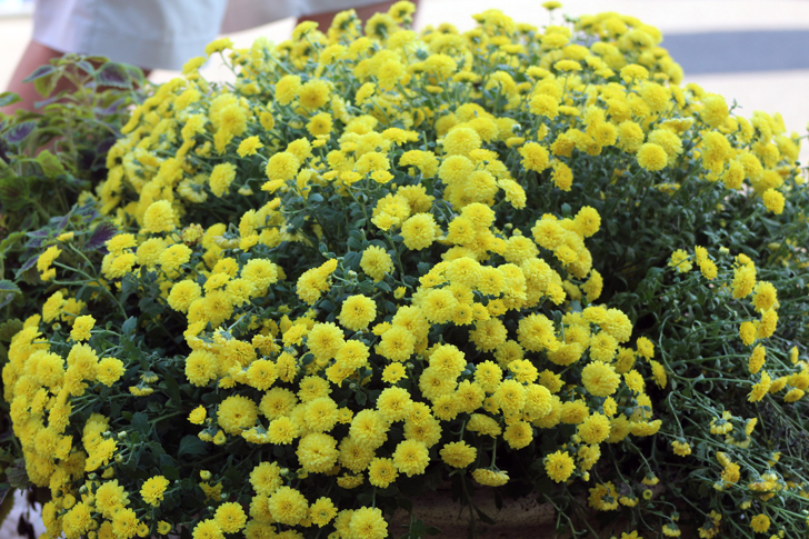 Фото В.Кузьмин (г.Москва, сентябрь, 2024 год)