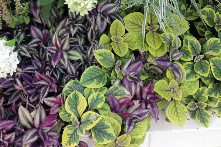 Фото В.Кузьмин (г.Москва, сентябрь, 2024 год)