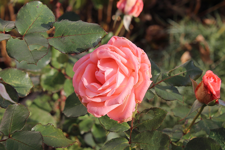 фото В.Кузьмин (октябрь, 2024)