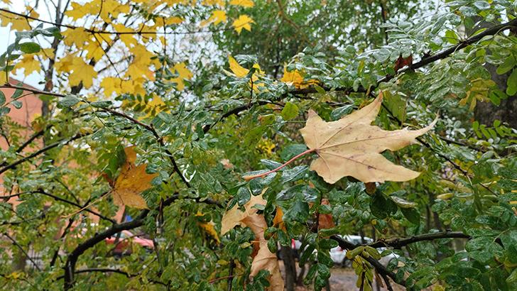 фото В.Кузьмин (октябрь, 2024)