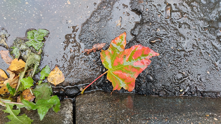 фото В.Кузьмин (октябрь, 2024)
