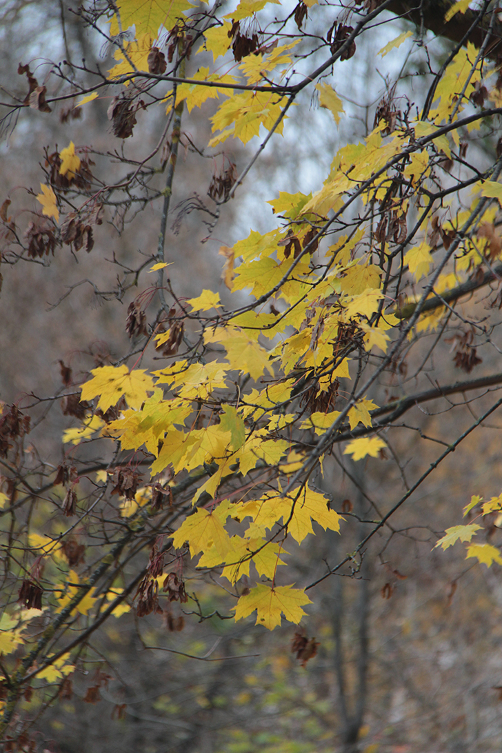 фото В.Кузьмин (октябрь, 2024)