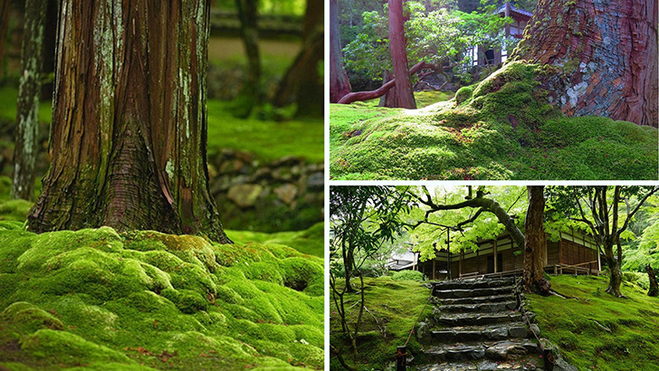 Храм Сайходзи в Киото (Моховой храм). Фото с сайта saihoji-kokedera.com