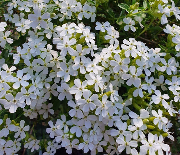 Мыльнянка базиликовидная 'Alba'. Фото с сайта farmyardnurseries.co.uk